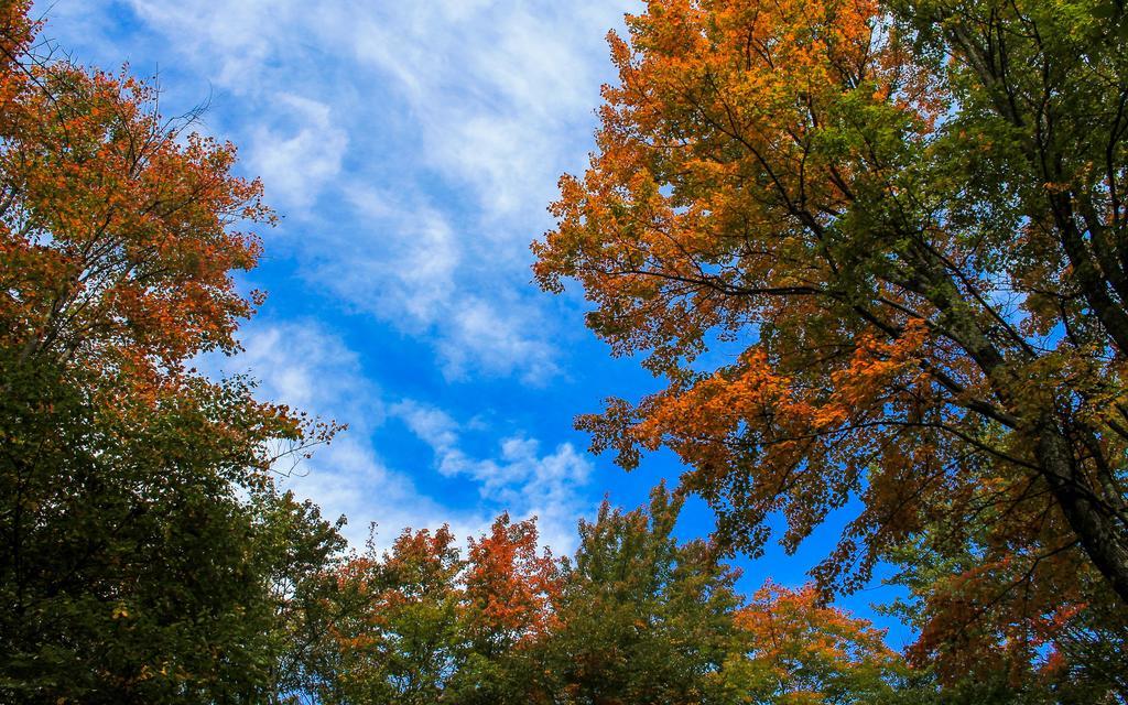 Canaan Valley Resort State Park Davis Exteriör bild
