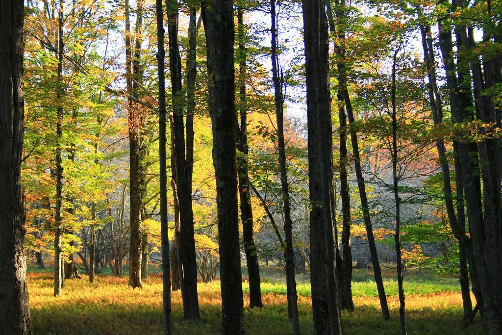 Canaan Valley Resort State Park Davis Exteriör bild