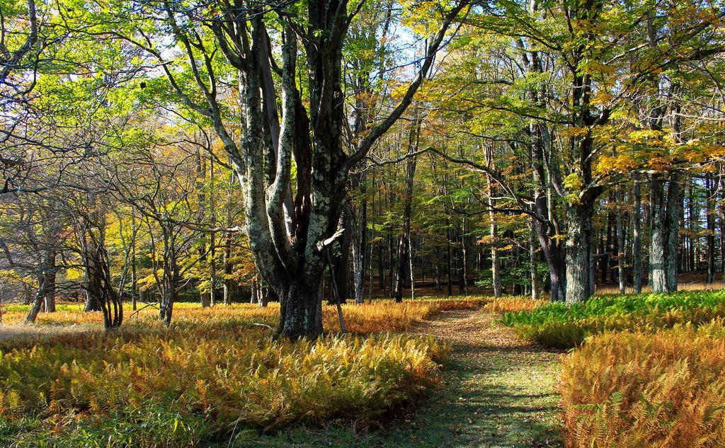 Canaan Valley Resort State Park Davis Exteriör bild